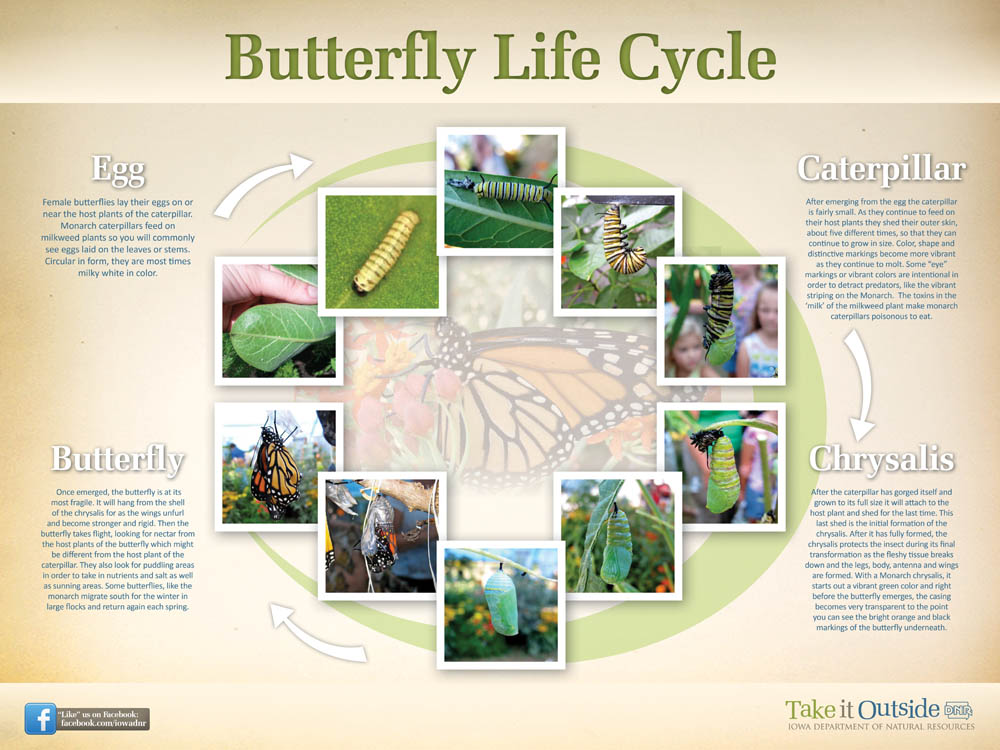 Follow the life cycle of a butterfly | Iowa DNR